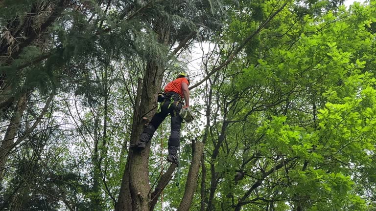 Reliable Shawnee, OK Tree Services Solutions