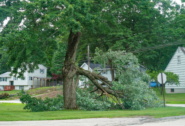 Best Tree Preservation Services  in Shawnee, OK